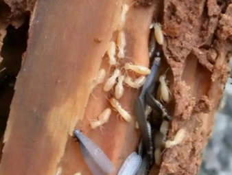 桃源白蚁防治公司分享古建筑木质文物白蚁保护与防治技巧